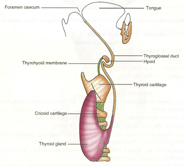 Ductus thyreoglossus