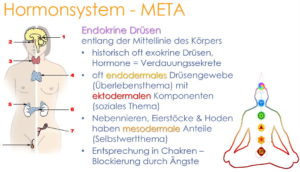 Hormonsystem META