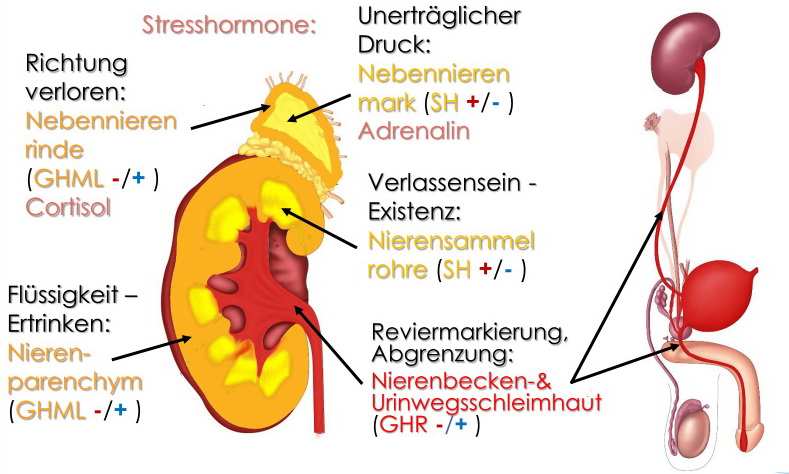 Reaktionen der Nieren und Nebennieren