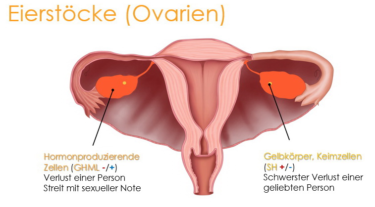 Eierstöcke