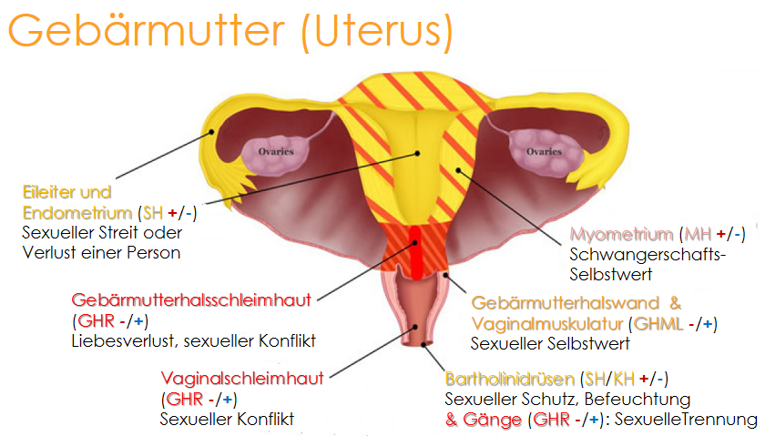 penis in gebärmutter