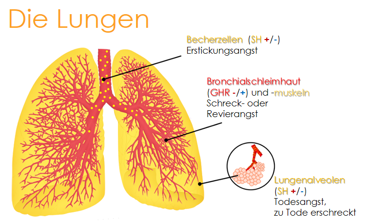 Lungengewebe